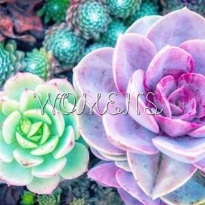 ♡Women's Apparel♡